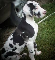 Great dane, colorado, puppies, green puppies, birth, pets, animals. Great Dane Dog Shipping Rates Services