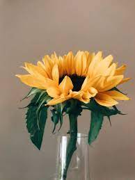 Sunflower Sunflower Wallpaper No Rain No Flowers Beautiful Flowers