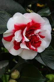 Camelia Japonica General Coletti Beautiful Flowers Unusual Flowers Amazing Flowers