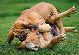 End puppy biting problems today! How Do You Train A Mastiff Puppy Not To Bite 7 Helpful Tips