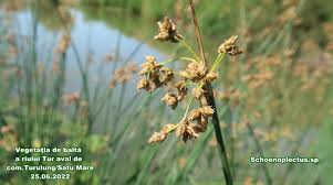 Image result for Schoenoplectus sp.no.1