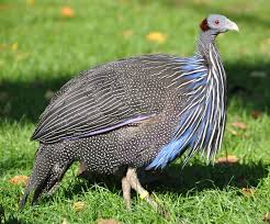 Maybe you would like to learn more about one of these? Kapan Ayam Guinea Domestik Mulai Bertelur Dan Berapa Banyak Pada Umur Berapa Ayam Mutiara Mulai Bertelur Dan Bagaimana Cara Mempercepat Masa Produksi Telur