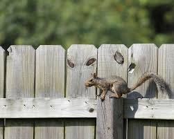 Squirrel On The Fence A Grey Squirrel Running Along The Top Of A Wood Fence Aff Grey Fence Squirrel Squirrel Woo Squirrel Wood Fence Stock Images