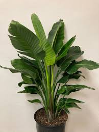 Image result for Strelitzia nicolai