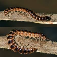 Image result for Oxyrhachis gracillima