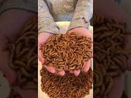 How to raise your own mealworms. Live Mealworms Instructions And Care Youtube