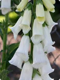 Image result for Digitalis purpurea alba/ red spots