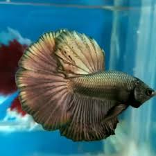 Berikut ini saya posting gambar hitam putih ikan cupang, klik pada. 55 Jenis Ikan Cupang Lengkap Beserta Gambar Ikanesia Id
