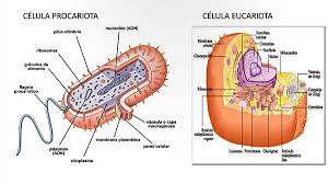 La célula y las estructuras celulares: Eucariotas y Procariotas