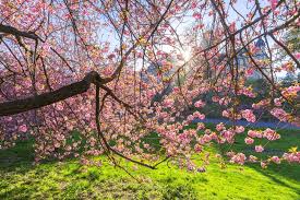 We did not find results for: Where To Spot Cherry Blossoms In Nyc