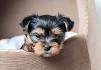 Yorkshire Terrier Puppies for Sale - PuppyFind