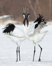 Bird Of Paradise Mating Dance Funny Japanese Crane Mating Dance Aves Belas Passaros Exoticos Aves De Estimacao