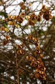 Image result for Combretum microphyllum
