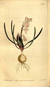 Image result for Dipcadi brevifolium