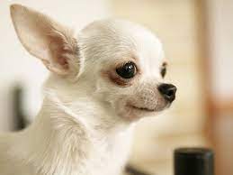 5 Important Things To Prepare For A New Dog In Your Home Pet Radio Magazine Chihuahua Dog Pictures Chihuahua Chihuahua Puppies