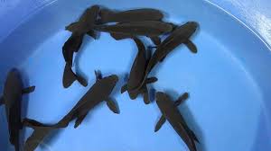 Check spelling or type a new query. 15 Jenis Ikan Komet Cantik Yang Populer Sebagai Peliharaan