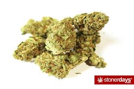 The strain, the quality, the consistency, the freshness, the flavor, . Girl Scout Cookies Marijuana Review Marijuana Strains