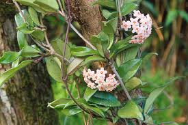 Image result for hoya plant flower