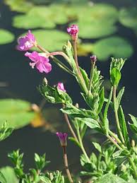 Image result for Epilobium hirsutum