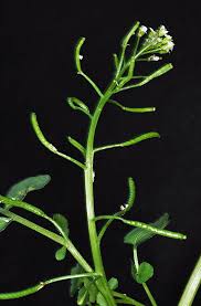 Image result for Nasturtium microphyllum