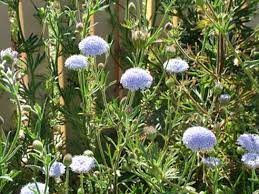 Commonly Known As The Rottnest Island Daisy Or Blue Lace Flower Trachymene Coerulea Is An Erect Annual T Australian Native Plants African Plants Native Garden