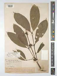 Image result for Belonophora coffeoides
