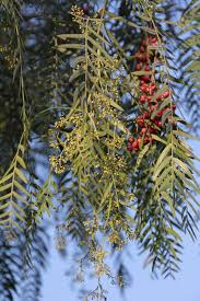 Image result for Balanitaceae