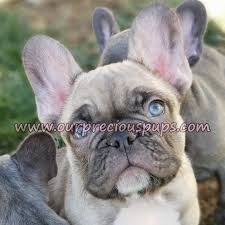 Search for dogs closest to your area by changing the search location. Our Precious Pups English Bulldogs French Bulldogs Pugs
