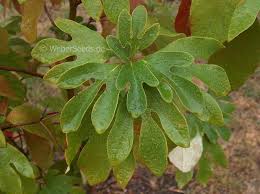 Sassafras also has good dimensional stability once dry. Sassafras Albidum White Sassafras Seeds Plants Dried Herbs