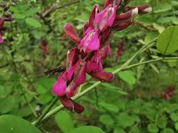 Image result for Indigofera erythrogramma