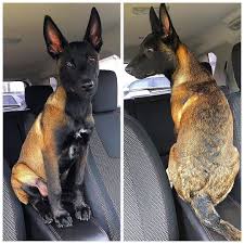 Caring for your faithful companion. A Woman Revealed It Took Days To Get Her 17 Cats And Dogs To Pose Together For A Picture Malinois Chiot Chiots Malinois Belges Chien Malinois