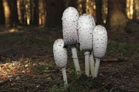 Lire un livre ne suffit pas, même si il y a des images. Champignons Comestibles 27 Varietes Faciles A Identifier