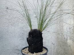 Image result for Coleochloa