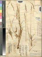 Image result for Urochloa serrata