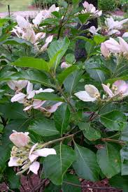 Image result for Brachystegia bakeriana