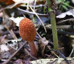 Image result for Balanophoraceae