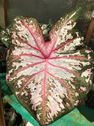 How To Plant, Grow, And Care For White Christmas Caladium