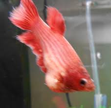 May 13, 2021 · betta fish infected with velvet appear to have a rusty skin and scaly head including the gills and belly, and can also have black spots or marks allover the skin causing a color loss. Dropsy My Aquarium Club