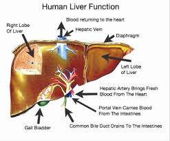 When blood clots don't fall apart, they can be dangerous and lead to serious medical conditions. Liver Function