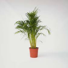 Image result for Dypsis