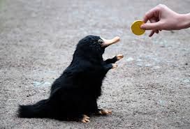 Niffler Niffler Fantastic Beasts Fantastic Beasts And Where