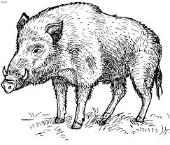 Animals Coloring Pages Kids Portal For Parents Animal Drawings Wild Boar Animal Stencil