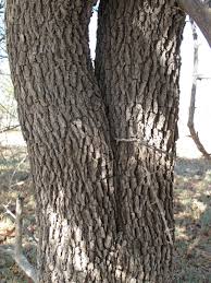 Image result for Combretum imberbe