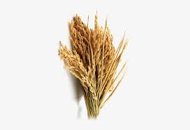 Rice Crop Farming Rice Farm Png 348x481 Png Download Pngkit Use these free rice crop png #13834 for your personal projects or designs.