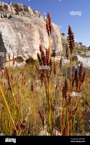 Image result for Restionaceae