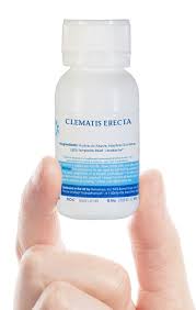 Sbl clematis erecta dilution is an effective homeopathic remedy which is used for the treatment of multiple health conditions. Buy Clematis Erecta Homeopathic Remedy Order Online Rxhomeo India