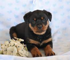 Meet The Handsome Rottweiler Puppies They Will Win Your Heart With Their Sweet Personalitie In 2020 Rottweiler Puppies Rottweiler Rottweiler Puppies For Sale