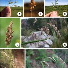 Image result for Antherotoma naudinii