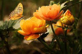 Any of these are good. Top 10 Most Popular Flowers To Plant In Your Garden Nancyrubin