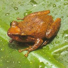 The Coqui